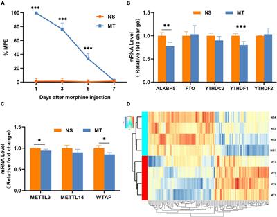 Identification and characterization of N6-methyladenosine circular RNAs in the spinal cord of morphine-tolerant rats